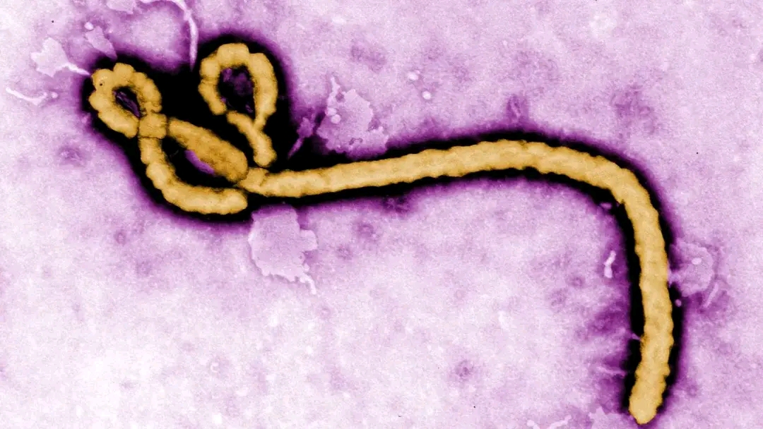 Ebola Death Toll Hits 2,700 in DR Congo as UN Seeks $1.1bn Emergency Funding