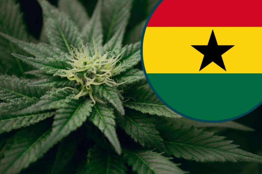 Ghana Legalises Cannabis Farming, Opens Licences to Citizens