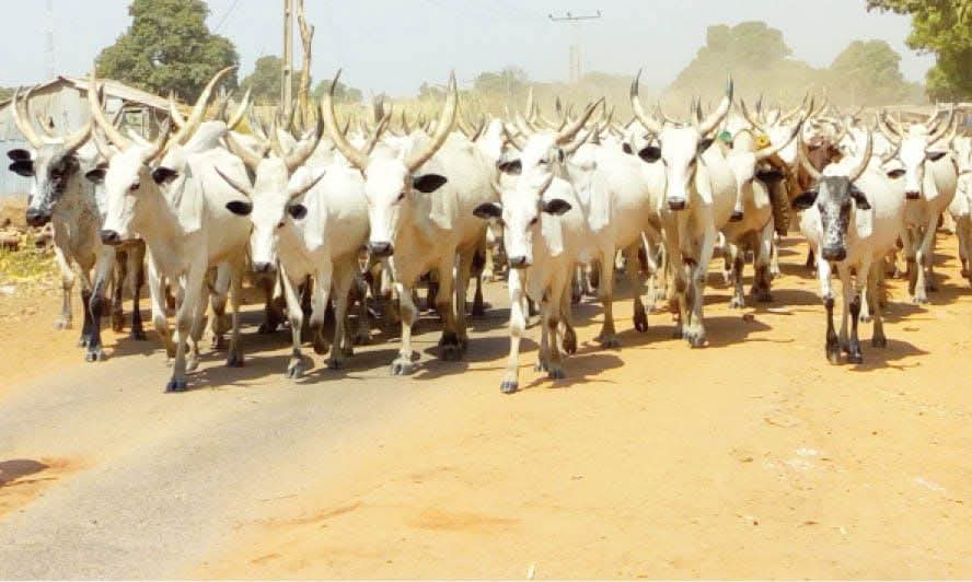 Bandits Demand 700 Cows, 1,000 Sheep from Katsina Communities, Issue Deadly Ultimatum